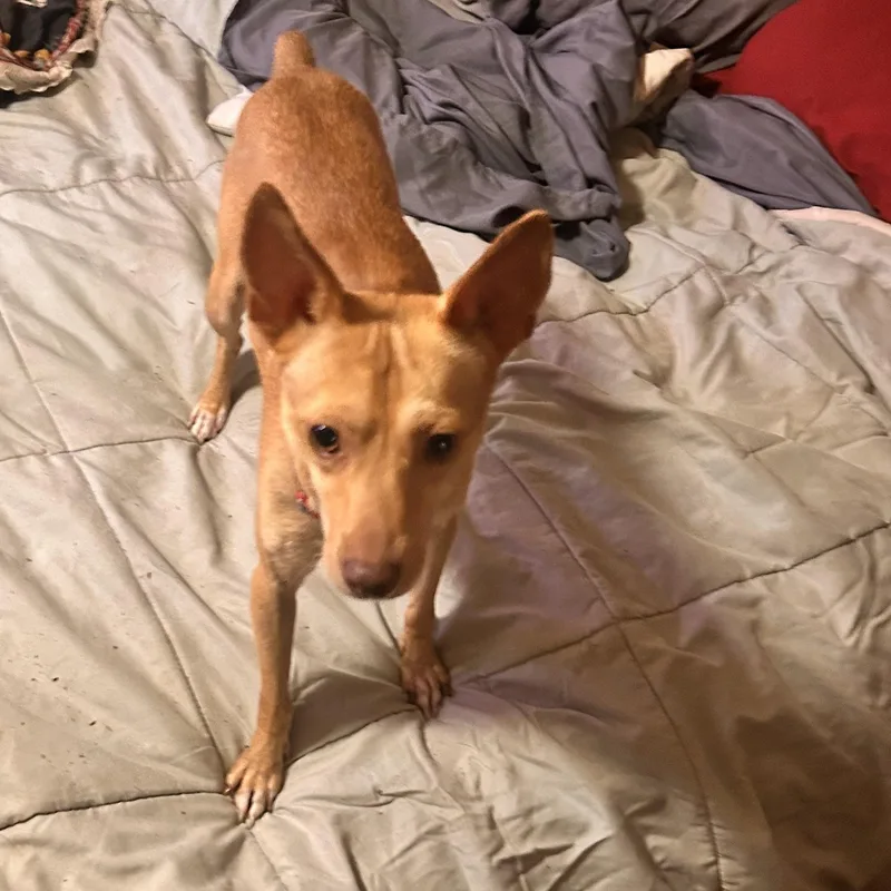 Little sammy Samson