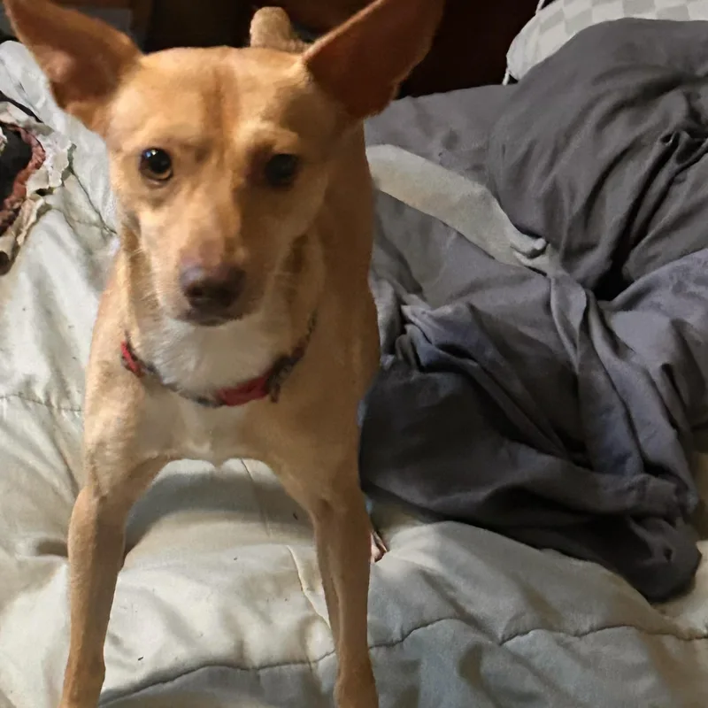 Little sammy Samson thumbnail 2