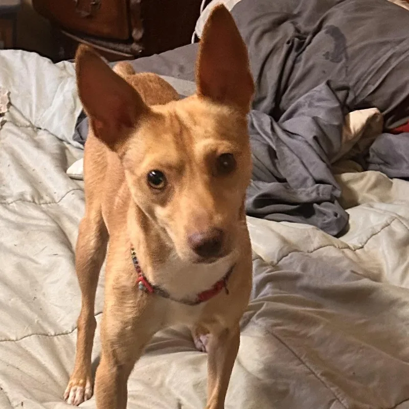 Little sammy Samson thumbnail 3