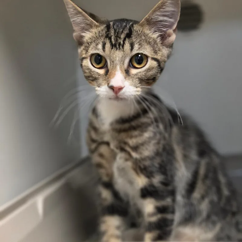 A baby small-sized male Brown / Chocolate Domestic Short Hair cat named Sammy for adoption in Troy, IL