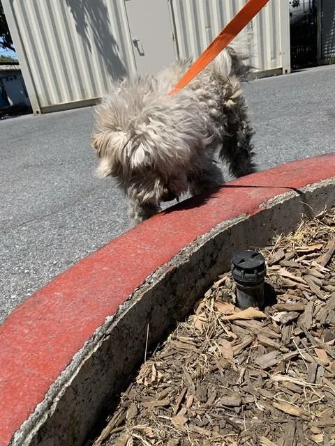 A senior small-sized male Maltese dog named Toodles for adoption in San Jose, CA