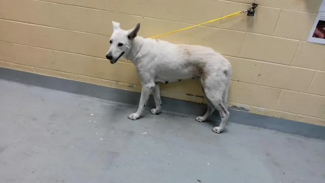An adult medium-sized female German Shepherd Dog dog named Princess for adoption in Tulsa, OK