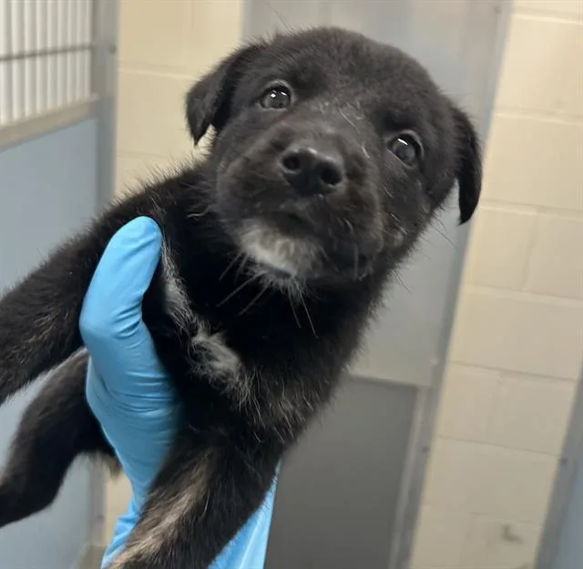 A baby medium-sized female Husky dog named Asiago for adoption in San Antonio, TX