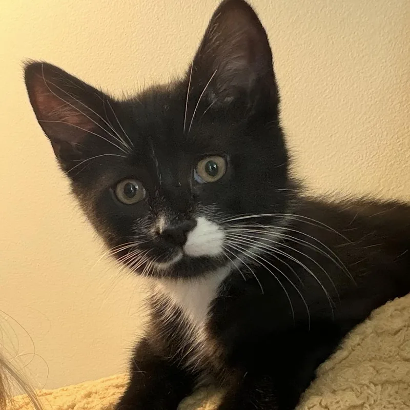 A baby medium-sized male Tabby (Brown / Chocolate) Domestic Short Hair cat named Rory for adoption in DuBois, PA