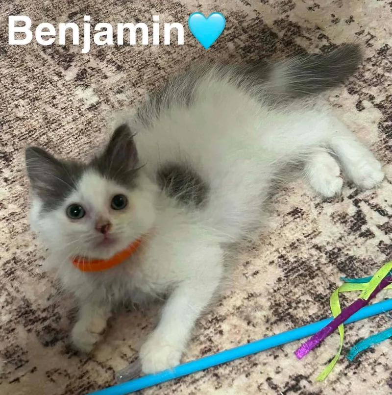 Benjamin thumbnail 3
