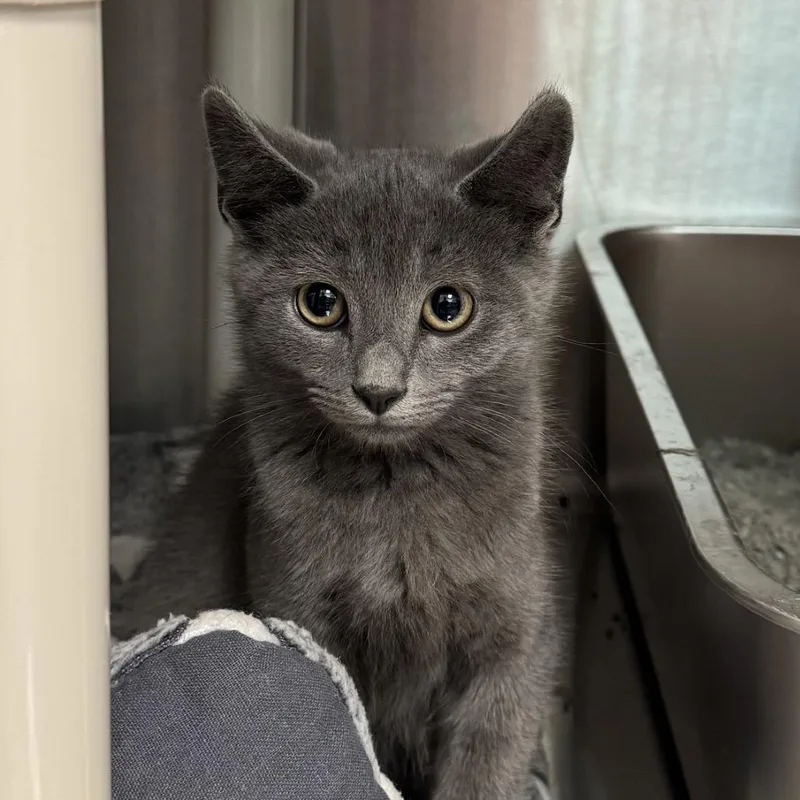 A baby small-sized male Gray / Blue / Silver Domestic Short Hair cat named Smokey for adoption in Carrollton, OH