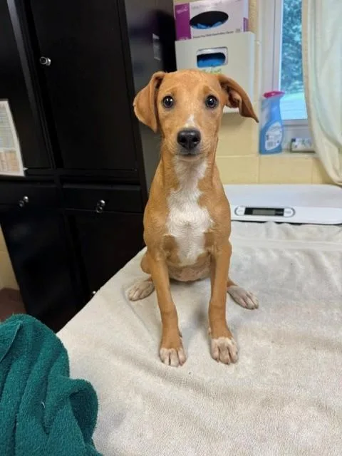 A baby large-sized female Labrador Retriever dog named Mandy for adoption in Cookeville, TN