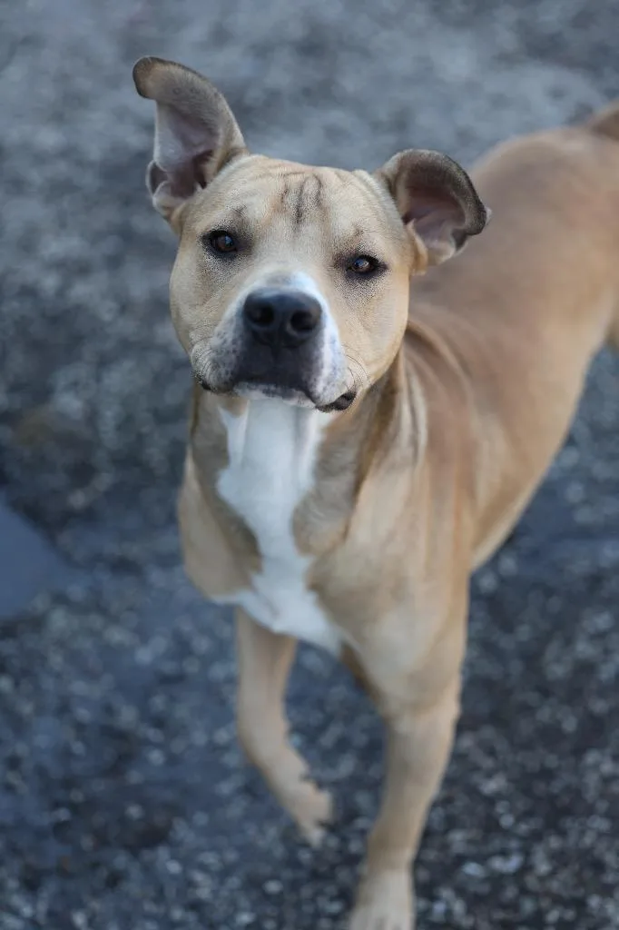 A young medium-sized male Pit Bull Terrier dog named Tyrone for adoption in Dyersburg, TN