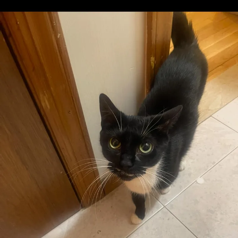 A senior medium-sized female Black Domestic Short Hair cat named Pfeiffer for adoption in Middle Village, NY