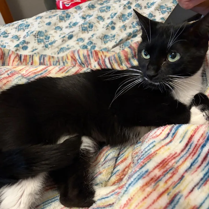 Pfeiffer thumbnail 2