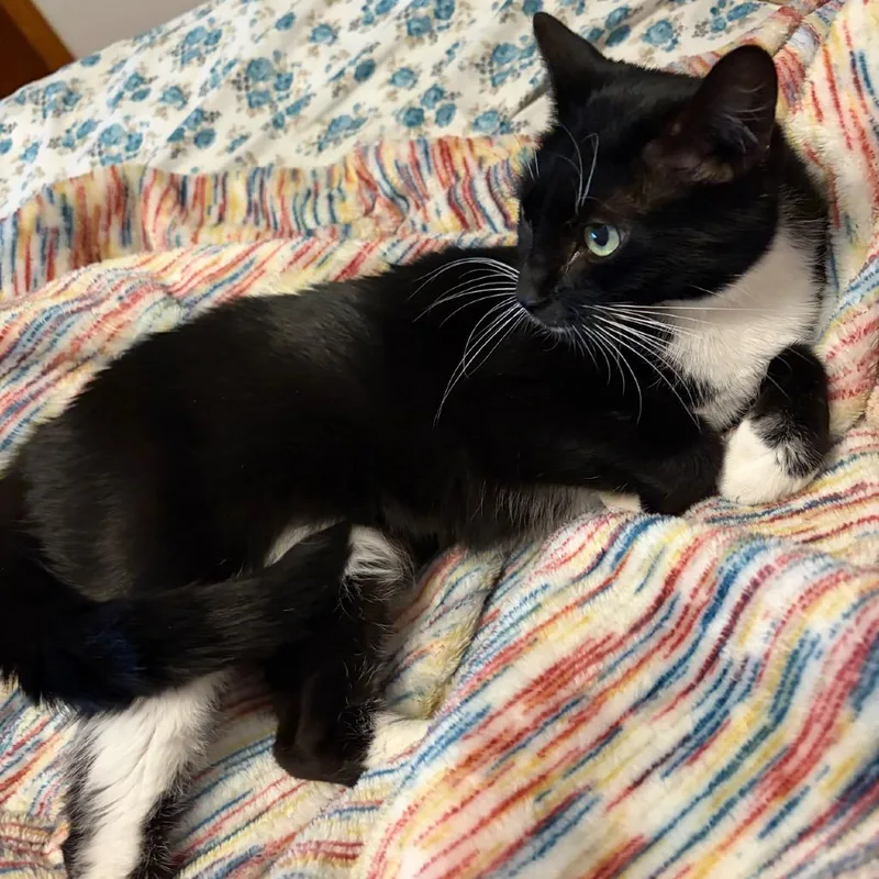 Pfeiffer thumbnail 3