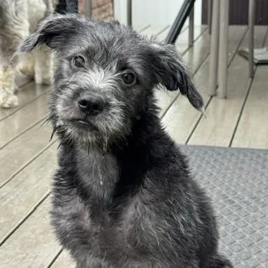 A baby medium-sized female Gray / Blue / Silver Shih Tzu dog named Pickles for adoption in Albany, NY
