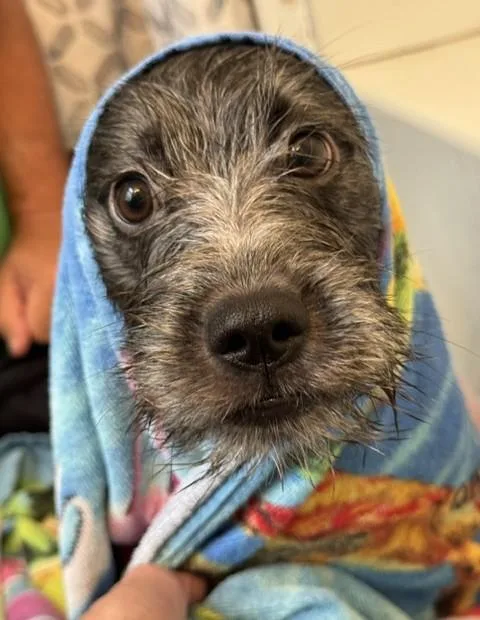 Pickles thumbnail 3