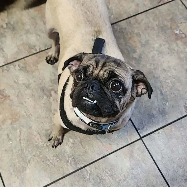 An adult small-sized female Yellow / Tan / Blond / Fawn Pug dog named Paris for adoption in Alvin, TX