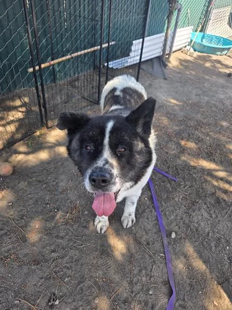 An adult large-sized female Akita dog named Harley for adoption in San Bernardino, CA
