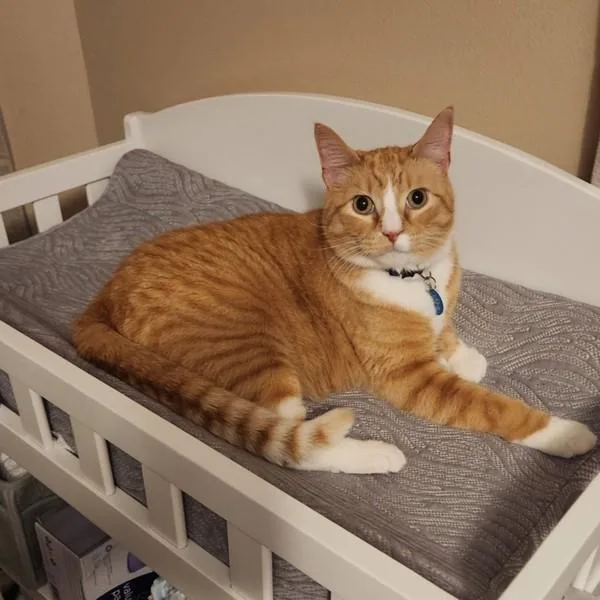 An adult medium-sized male Domestic Short Hair cat named Div for adoption in Des Moines, IA