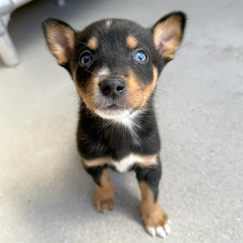 A baby small-sized male Black German Shepherd Dog dog named Beetle for adoption in Santa Barbara, CA