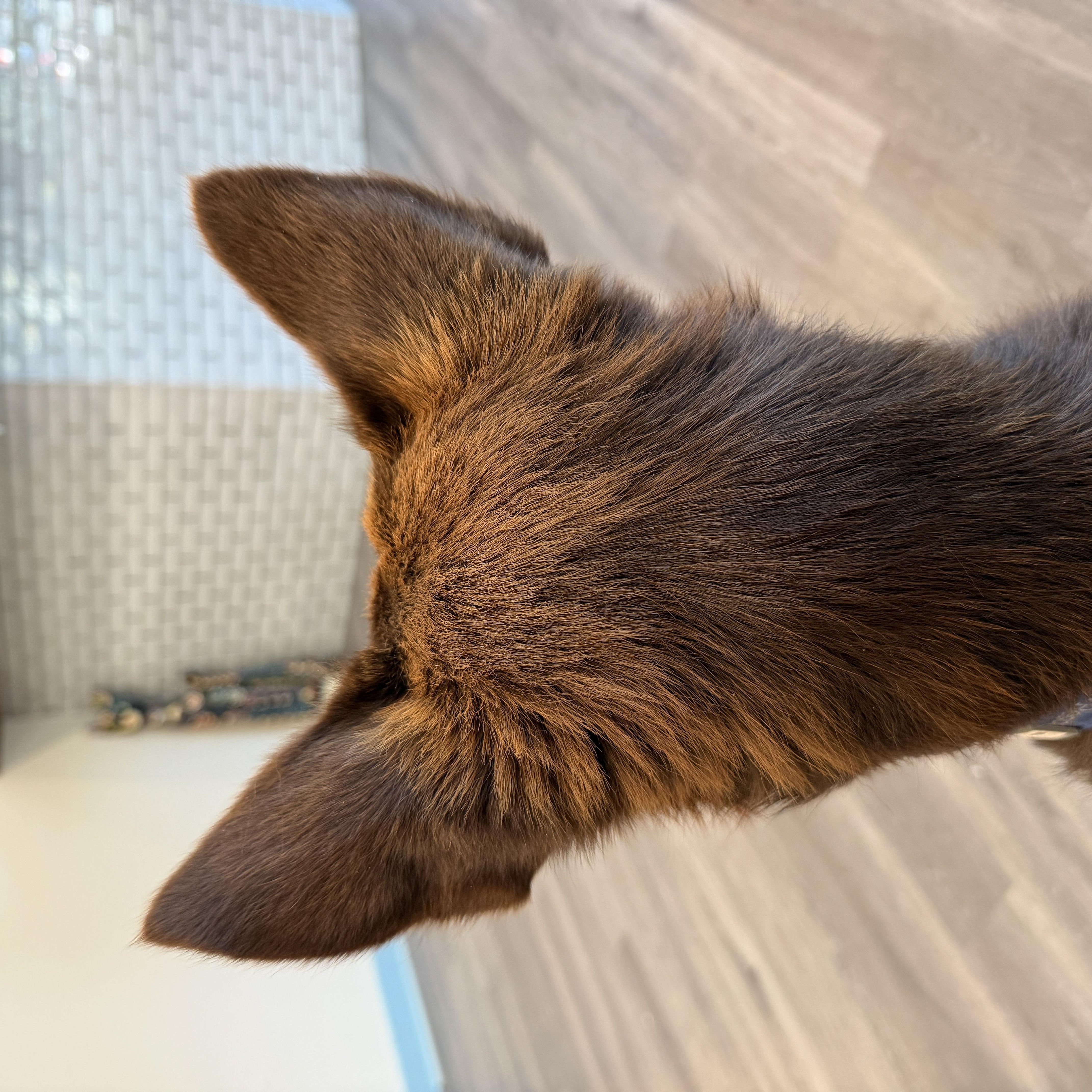 A young medium-sized male Brown / Chocolate German Shepherd Dog dog named Donut for adoption in Warren, RI