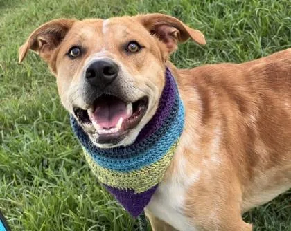 An adult large-sized male Mountain Cur dog named Geoff $ for adoption in Seneca, SC