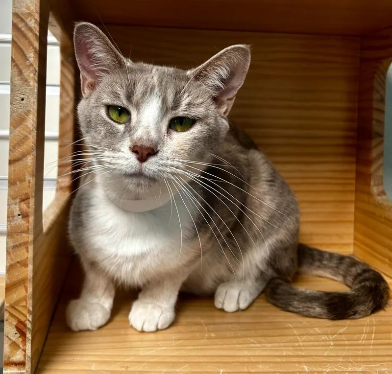 An adult large-sized female Dilute Calico Domestic Short Hair cat named Chanel for adoption in New Philadelphia, OH