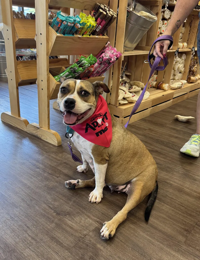 An adult medium-sized female White / Cream French Bulldog dog named Coco for adoption in Tuscaloosa, AL