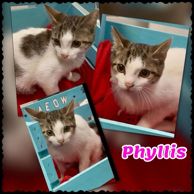 Phyllis