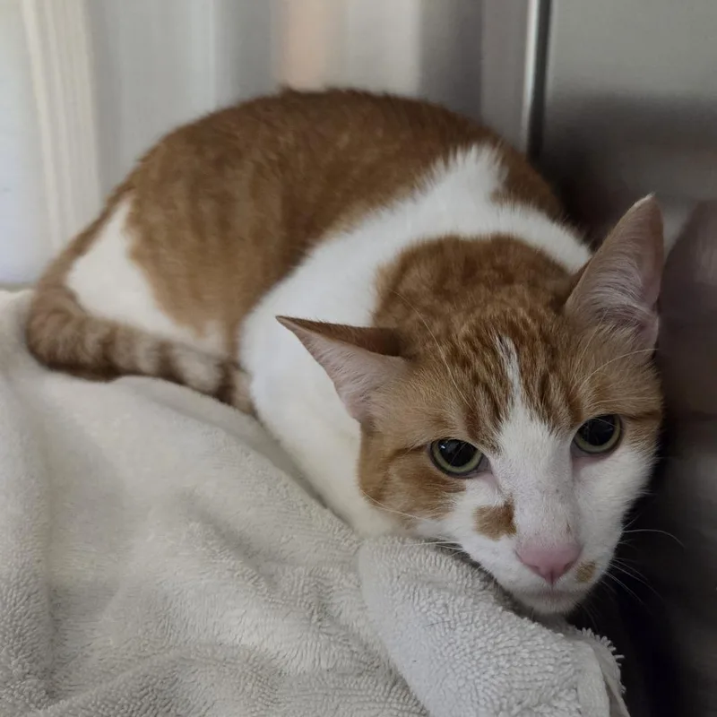 An adult large-sized male Orange / Red Domestic Short Hair cat named Mango for adoption in Hinsdale, IL