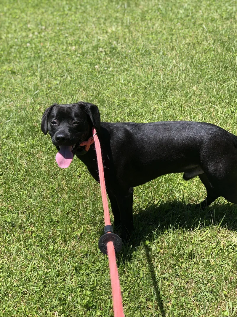 A young medium-sized male Black Labrador Retriever dog named Dale for adoption in Elkins, WV