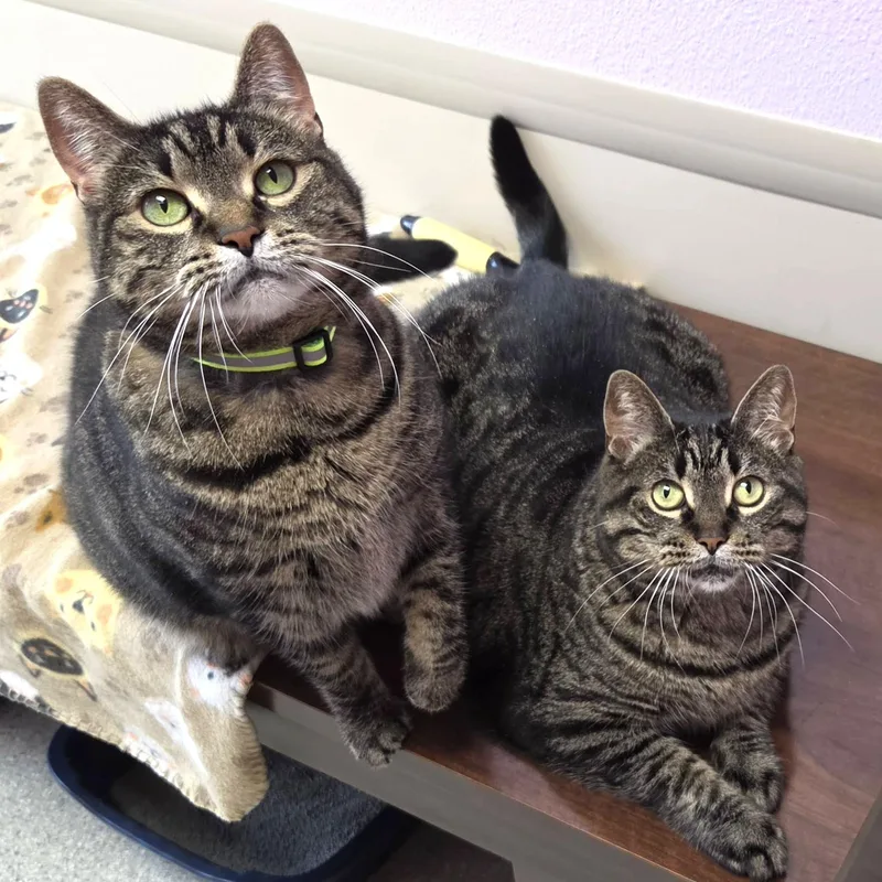 An adult large-sized female Tabby (Brown / Chocolate) Tabby cat named Tamera for adoption in Marshfield, WI