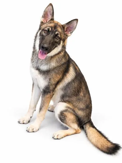 A young large-sized male German Shepherd Dog dog named Scooter for adoption in Bowling Green, KY