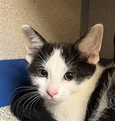 A baby small-sized female Domestic Short Hair cat named Tenfour for adoption in Aliquippa, PA