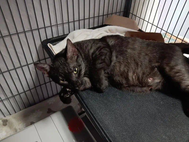 A young large-sized female Domestic Short Hair cat named Peeper for adoption in New Braunfels, TX