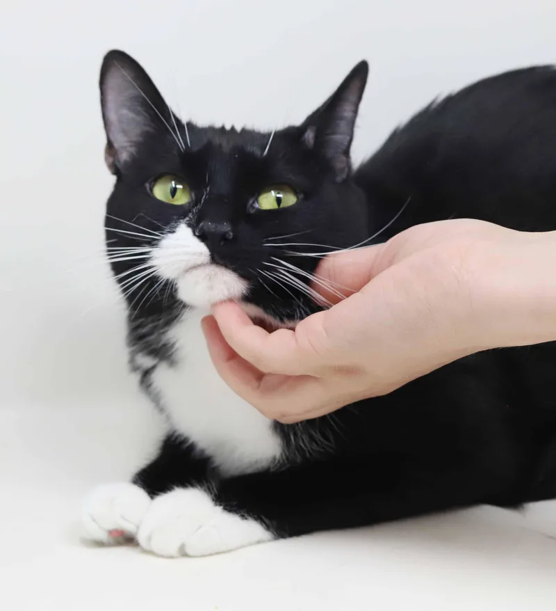 Waffles is simply wonderful thumbnail 2