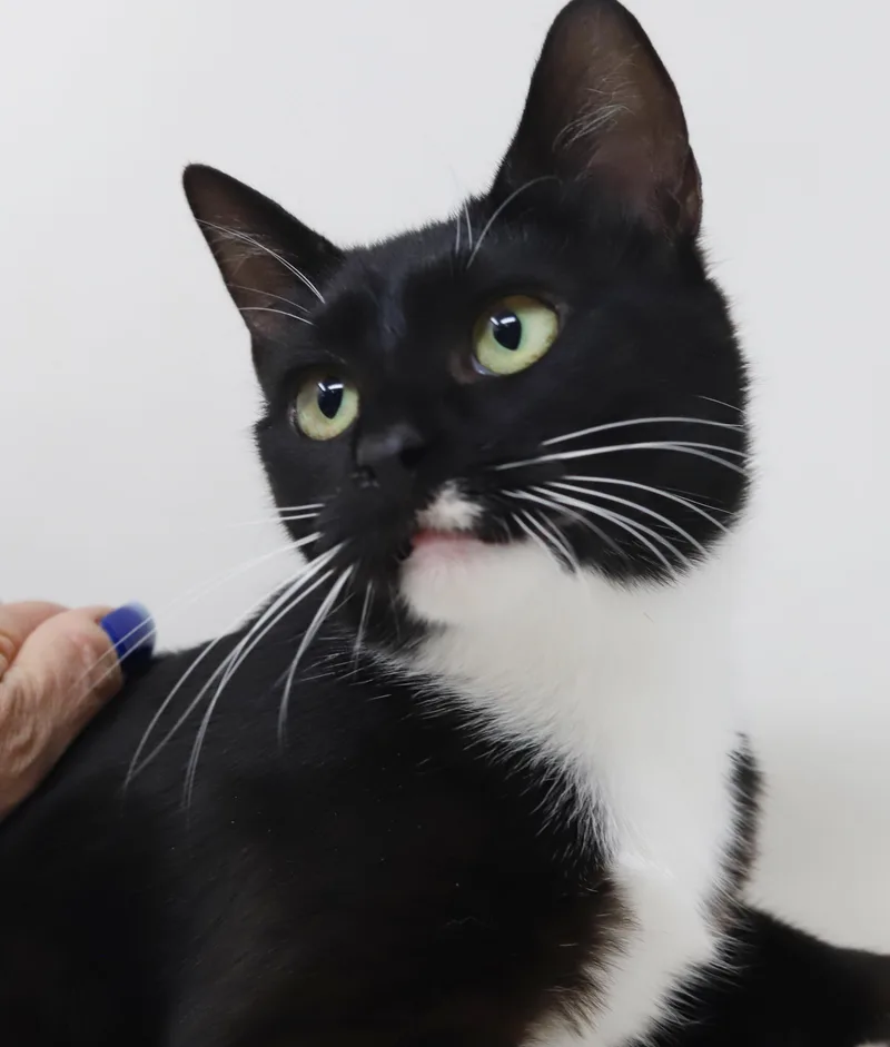 Waffles is simply wonderful thumbnail 4