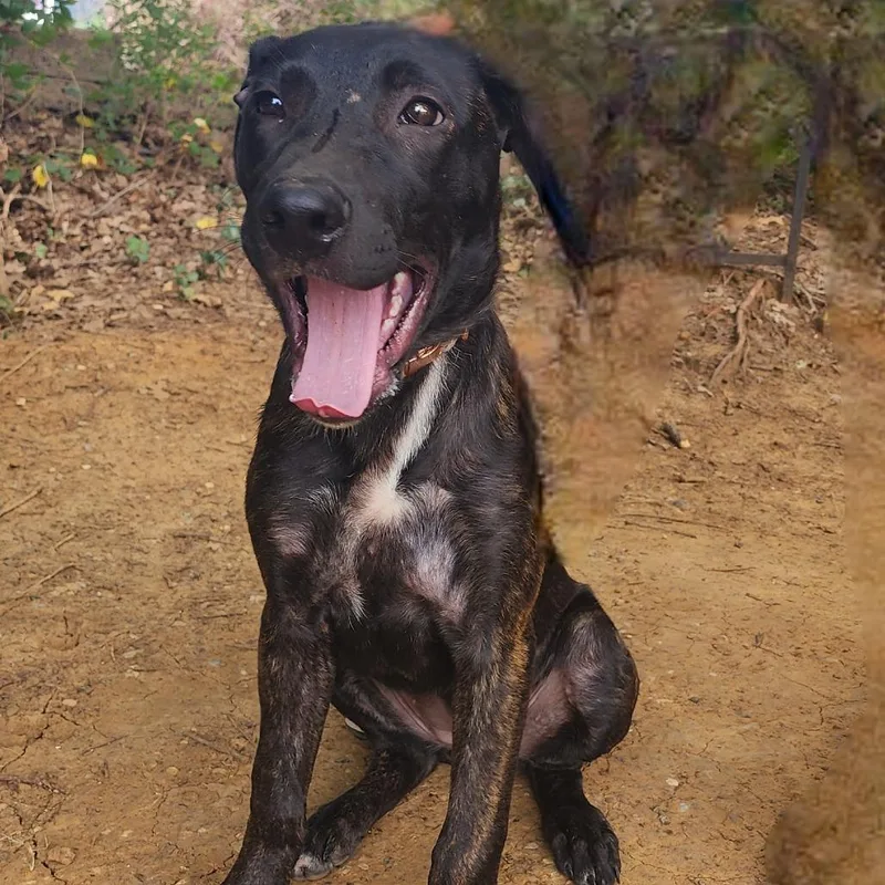 A young medium-sized female Brindle Mixed Breed dog named Starlight for adoption in Denison, TX