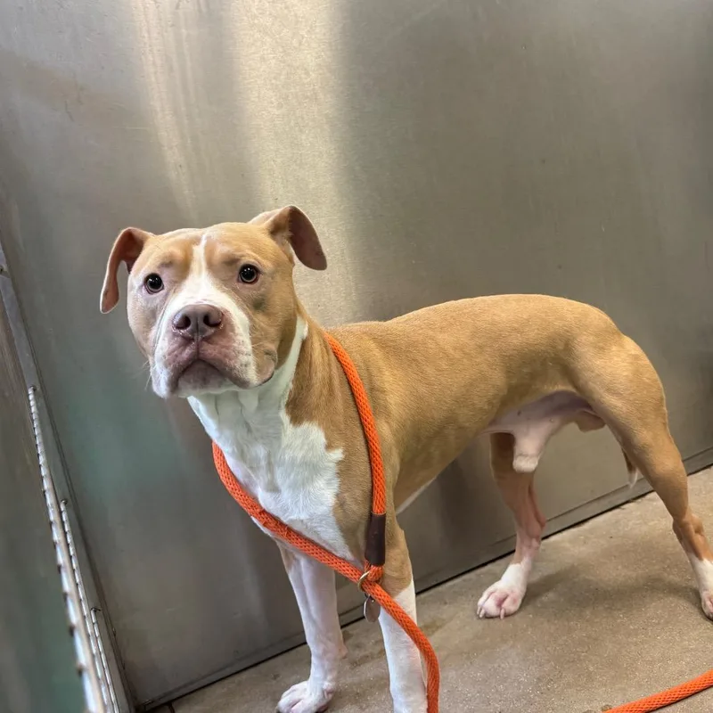An adult medium-sized male Yellow / Tan / Blond / Fawn Mixed Breed dog named YORKStray for adoption in York, PA