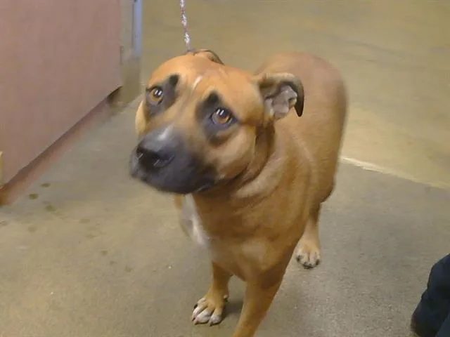 A young medium-sized female Pit Bull Terrier dog named Lemonade for adoption in Sacramento, CA