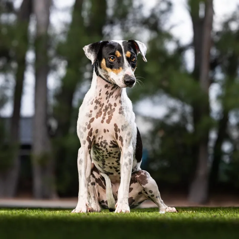 An adult medium-sized female White / Cream Fox Terrier dog named Spotty for adoption in Jupiter, FL