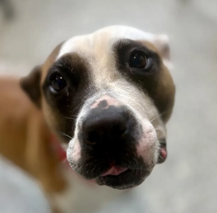An adult medium-sized female Mixed Breed dog named Marnie for adoption in Jackson, MI