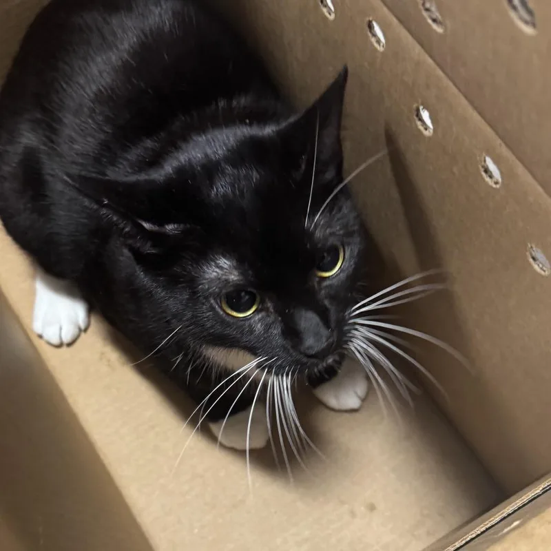 An adult large-sized female Black Domestic Short Hair cat named Orio for adoption in Newark, NJ