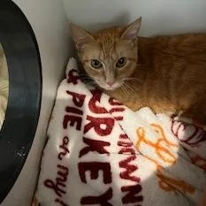 A young medium-sized female Orange / Red Domestic Short Hair cat named Lemoncello for adoption in Buellton, CA