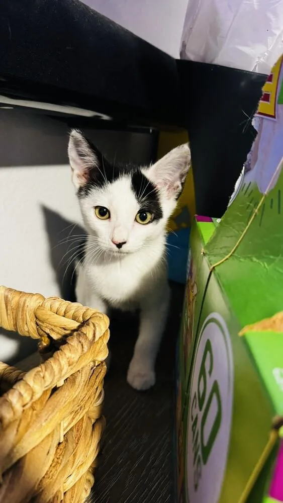 A baby small-sized male Black & White / Tuxedo Domestic Short Hair cat named Cowpea for adoption in Dallas, TX
