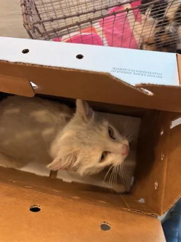A young medium-sized female Domestic Short Hair cat named Carley for adoption in San Martin, CA