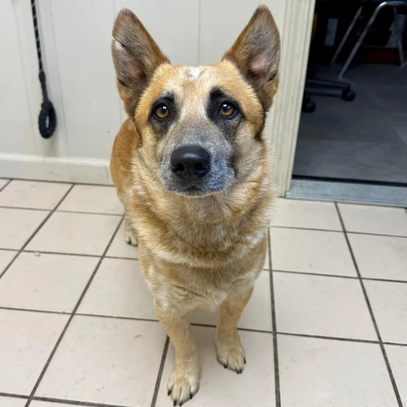 Tuscstray thumbnail 2