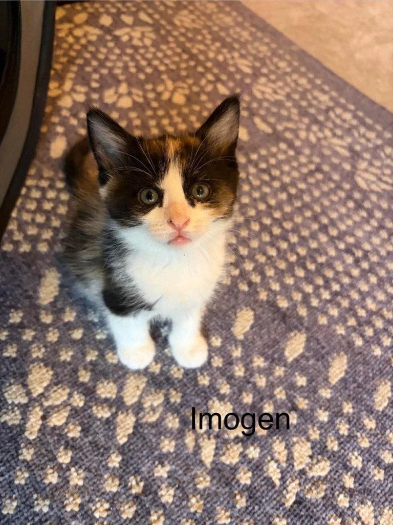 Imogen