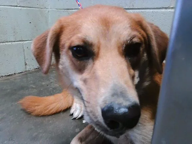 A young large-sized female Australian Cattle Dog / Blue Heeler dog named Dutchess for adoption in Tulsa, OK