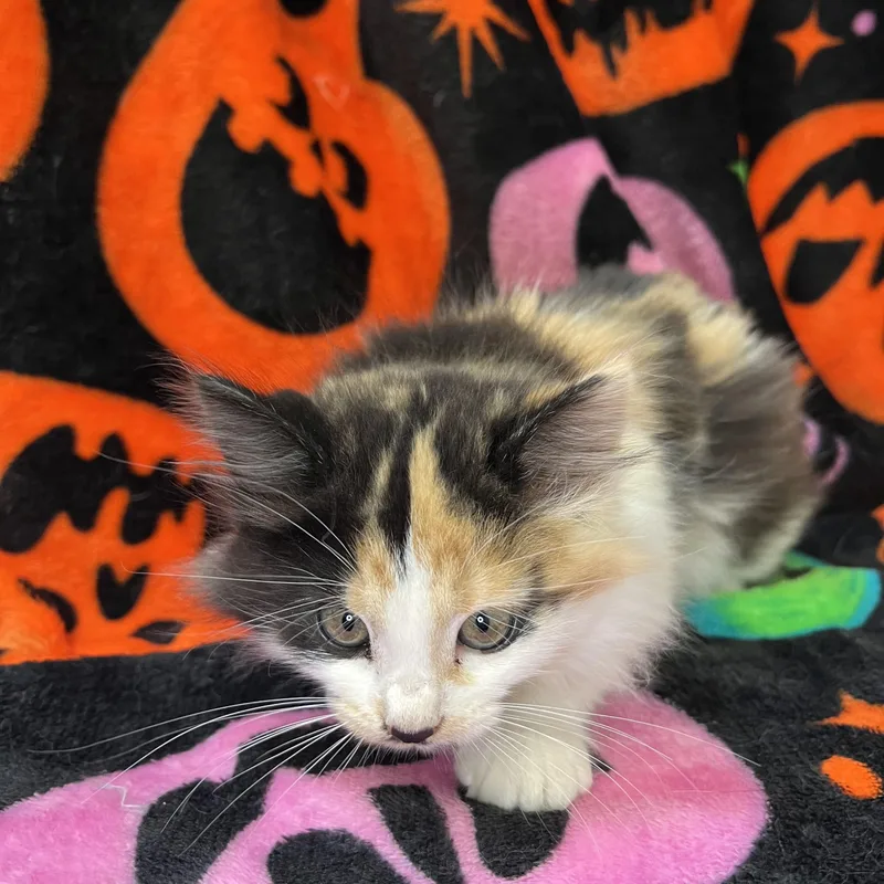 A baby medium-sized female Domestic Long Hair cat named Towhee for adoption in Fairmont, MN