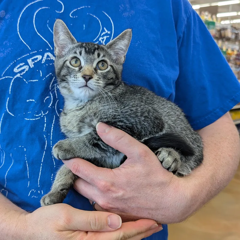 A baby medium-sized male Tabby (Brown / Chocolate) Domestic Short Hair cat named Leo for adoption in Grayslake, IL