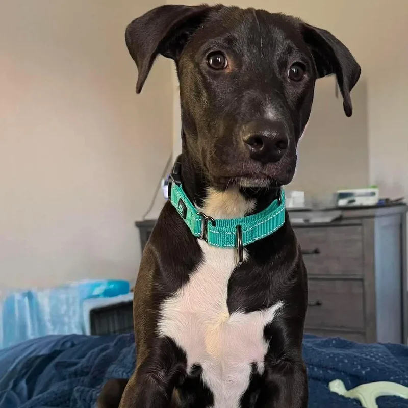 A baby large-sized female Black Australian Shepherd dog named Rory for adoption in Baytown, TX