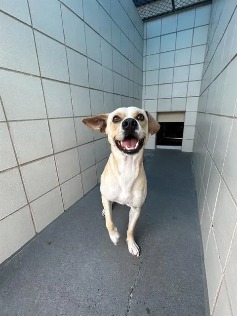 A young medium-sized male Carolina Dog dog named Thomas for adoption in Corpus Christi, TX
